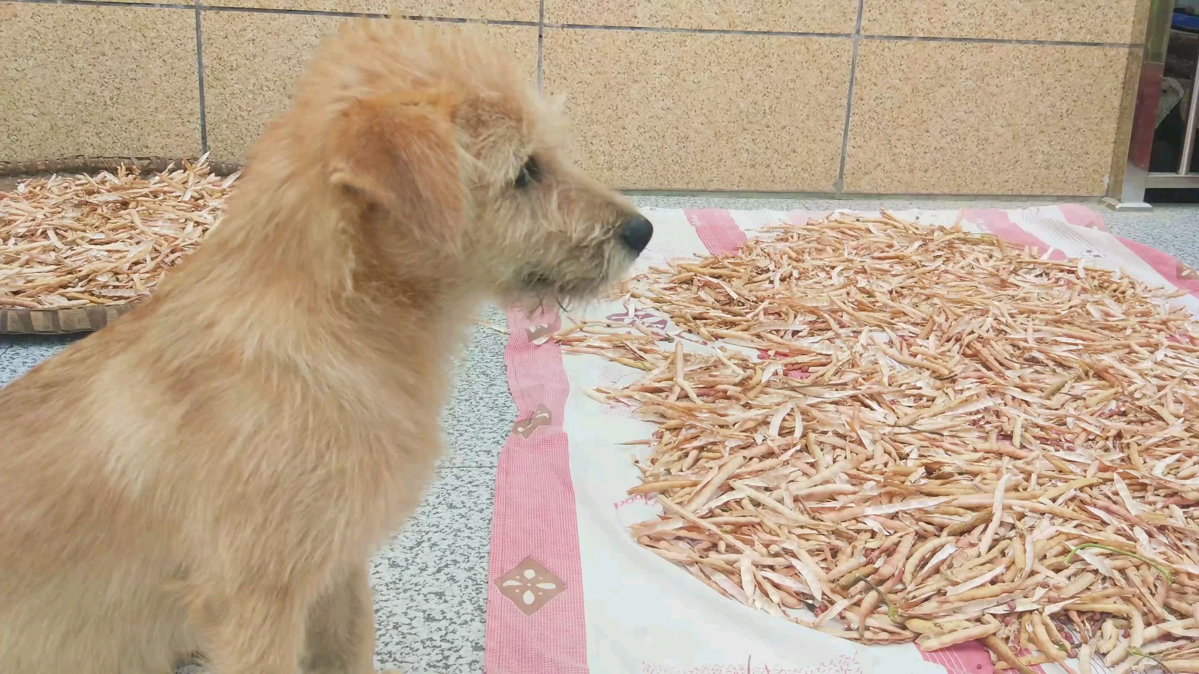 【拉布拉多】卡卡和可乐都不理我,我只能默默地踩红豆